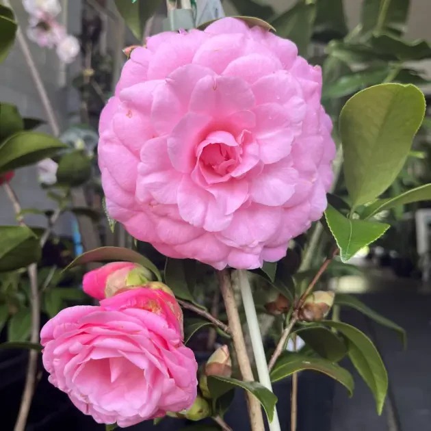 Camellias Sunshine Coast - Image 6