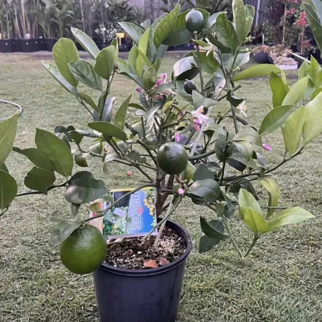 Lemon Trees - Lemonicious Dwarf - Image 3