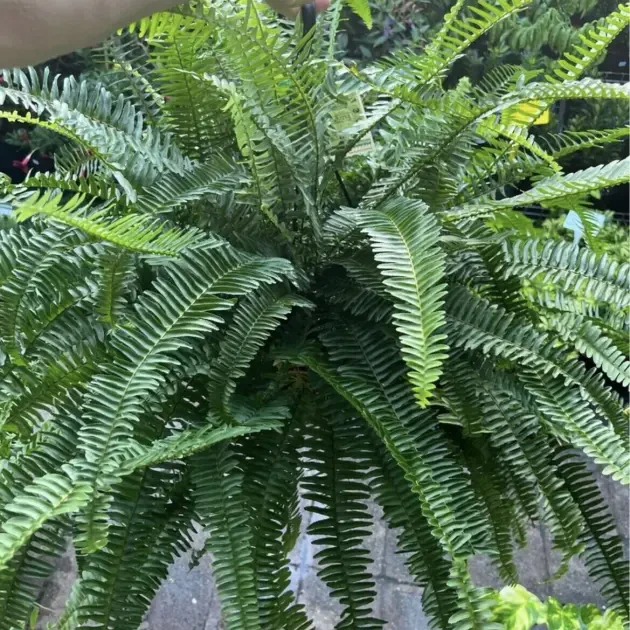 hanging-plants-sunshine-coast