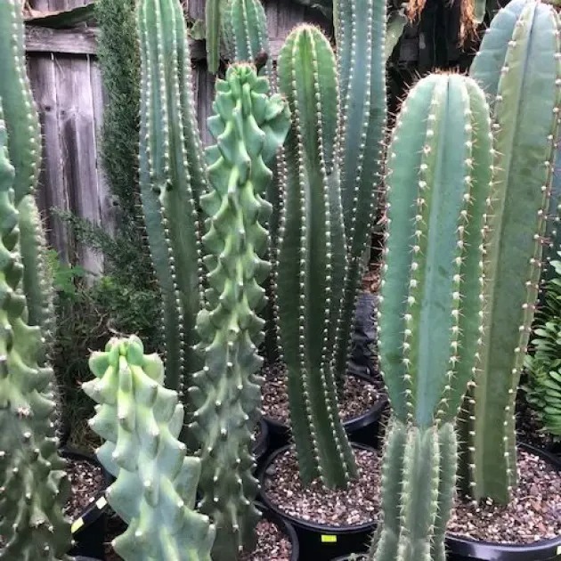 cactus-succulents-sunshine-coast
