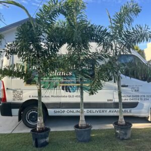 Foxtail Palms Sunshine Coast