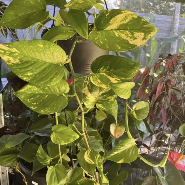 Hanging Plants Sunshine Coast - Image 2