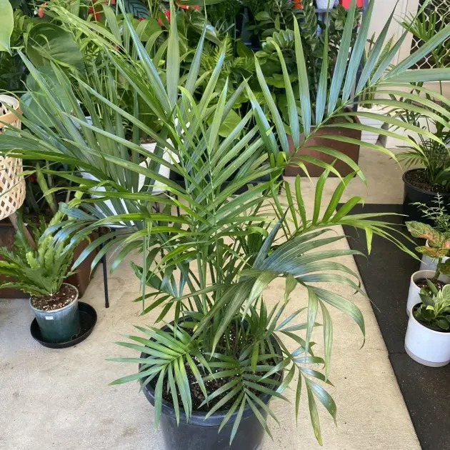 cascade-palm-sunshine-coast