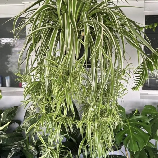 Hanging Plants Sunshine Coast - Image 6