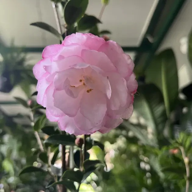 Camellias Sunshine Coast - Image 5