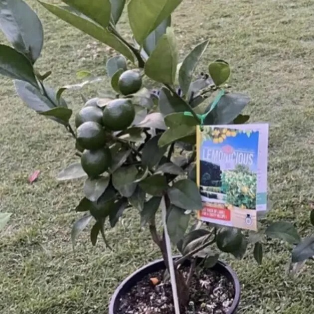 Lemon Trees - Lemonicious Dwarf - Image 2