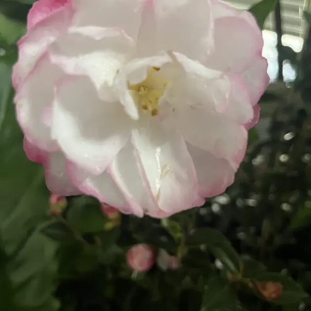 Camellias Sunshine Coast - Image 4