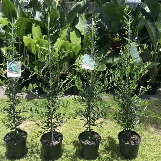 Olive Trees Sunshine Coast - Image 3