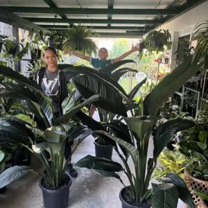 Giant Sensation Peace Lillys