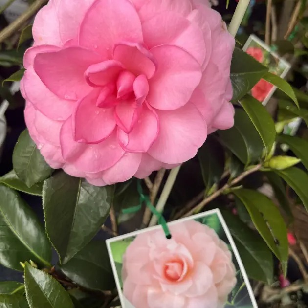 Camellias Sunshine Coast - Image 3