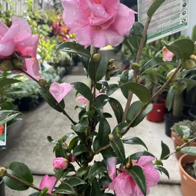 Camellias Sunshine Coast - Image 2